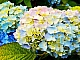 15 meilleures variétés d'hortensias